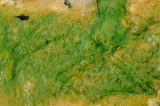 Yellowstone Patterns 31