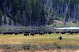 Yellowstone Tour  11