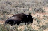 Yellowstone Tour  13