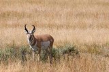 Yellowstone Tour  14