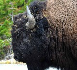 Yellowstone Tour  17