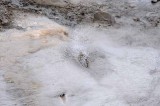Yellowstone Tour  30