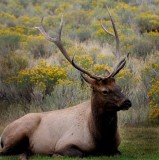 Yellowstone Tour  44