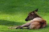 Yellowstone Tour  45
