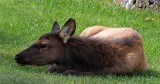 Yellowstone Tour  46