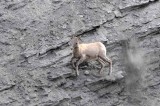 Yellowstone Tour  59