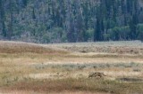 Yellowstone Tour  66