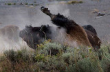 Bison Salon