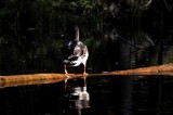 September on the Au Sable 11