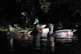 September on the Au Sable 20