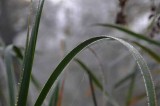 On Marl Lake 25