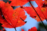Autumns Leaves 02