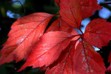 Autumns Leaves 07