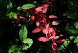 Autumns Leaves 12