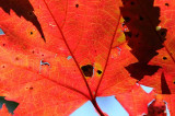 Autumns Leaves 17