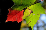Autumns Leaves 18