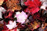 Autumns Leaves 21