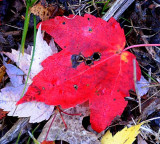 Autumns Leaves 25