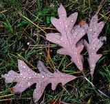 Autumns Leaves 34