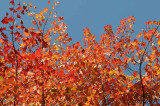 Autumns Trees 11.