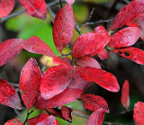 Autumns Leaves 50