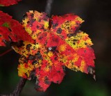 Autumns Leaves 55