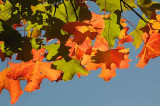 Autumns Leaves 56