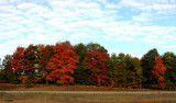 Autumns Trees 29