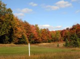 Autumns Trees 37