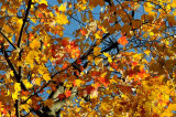 Autumns Trees 50