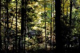 Autumns Trees 55