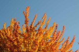 Autumns Trees 60