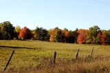 Autumns Trees 71