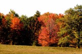 Autumns Trees 73