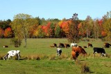 Autumns Trees 77