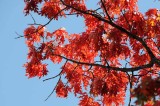 Autumns Trees 85