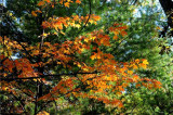 Autumns Trees 92