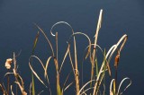 My Favorite Pond