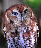 Screech Owl