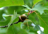 Tomorrows Oak