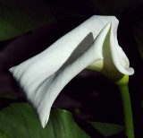 Cala Lily