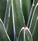 Succulents, Cactus & Other Spiny Plants
