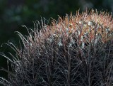 Succulents, Cactus & Other Spiny Plants