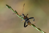Those Bugs