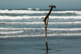 Ocean Beach Guardian