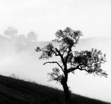 Oak and Morning Fog
