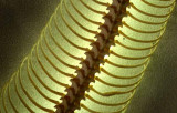 Ribs of Light - Python Skeleton