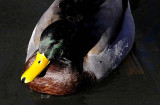 UNM Mallard