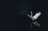 Great American Egret