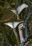 Flying Petticoat Fungus